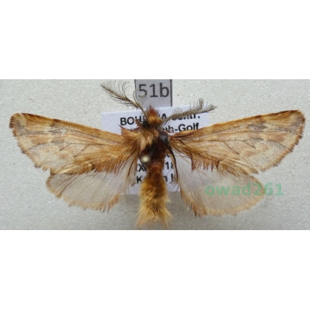 Ptilophora plumigera (Denis & Schiffermüller, 1775) Czech51b